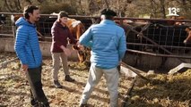 Alimentando las vacas en Villa Cerro Castillo _ Sueños de Patagonia