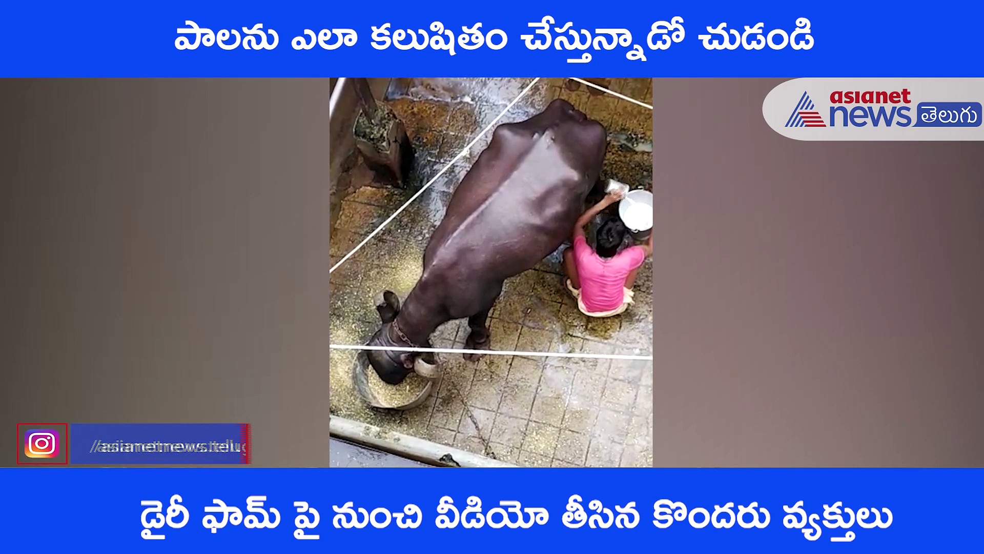 జహంగీర్ డైరీ ఫామ్ లో పాలను అపరిశుభ్రం చేస్తున్న వీడియో సోషల్ మీడియాలో వైరల్