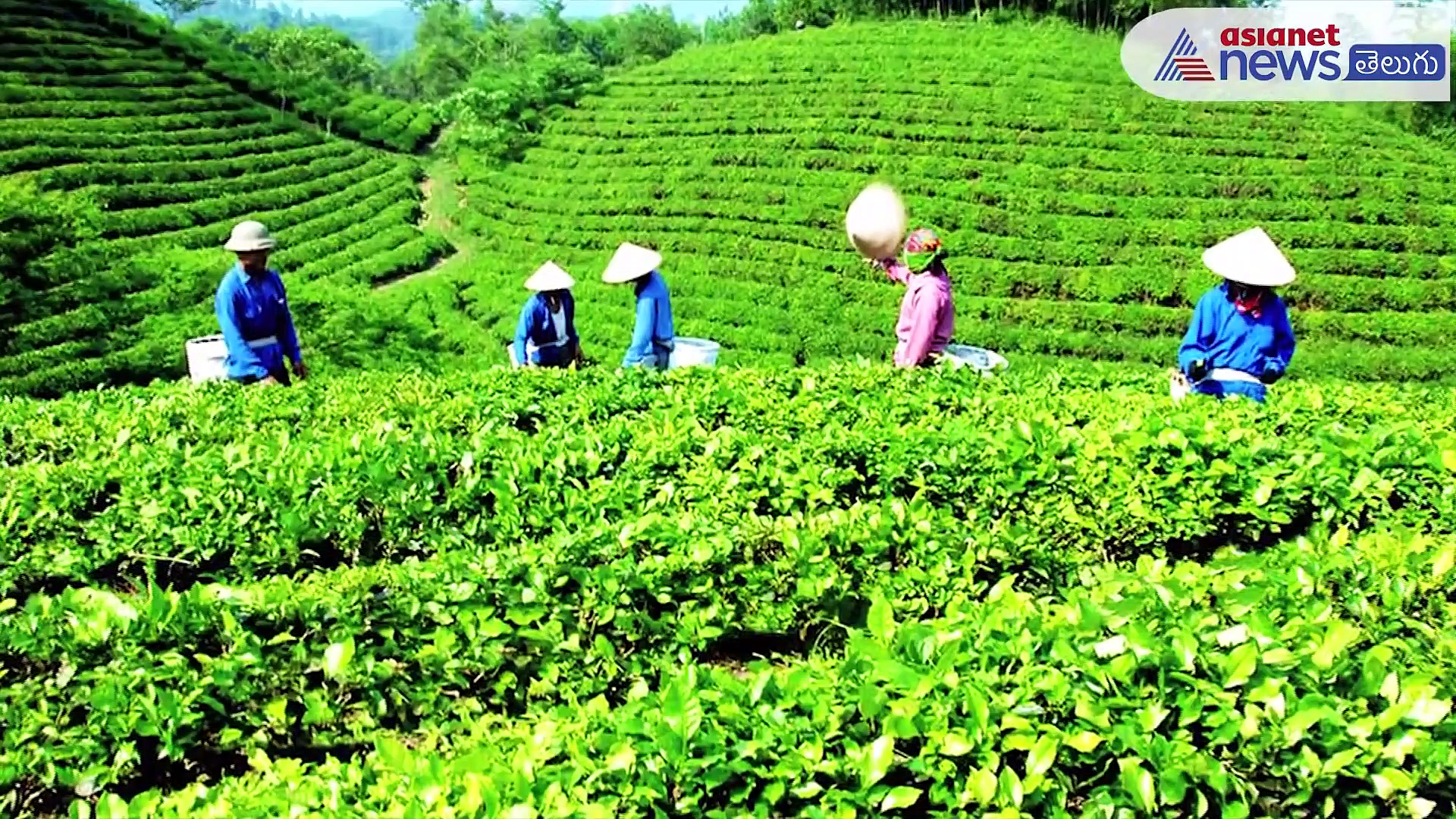 టెన్షన్ లకు చెక్ పెట్టే జపాన్ మాచా టీ..