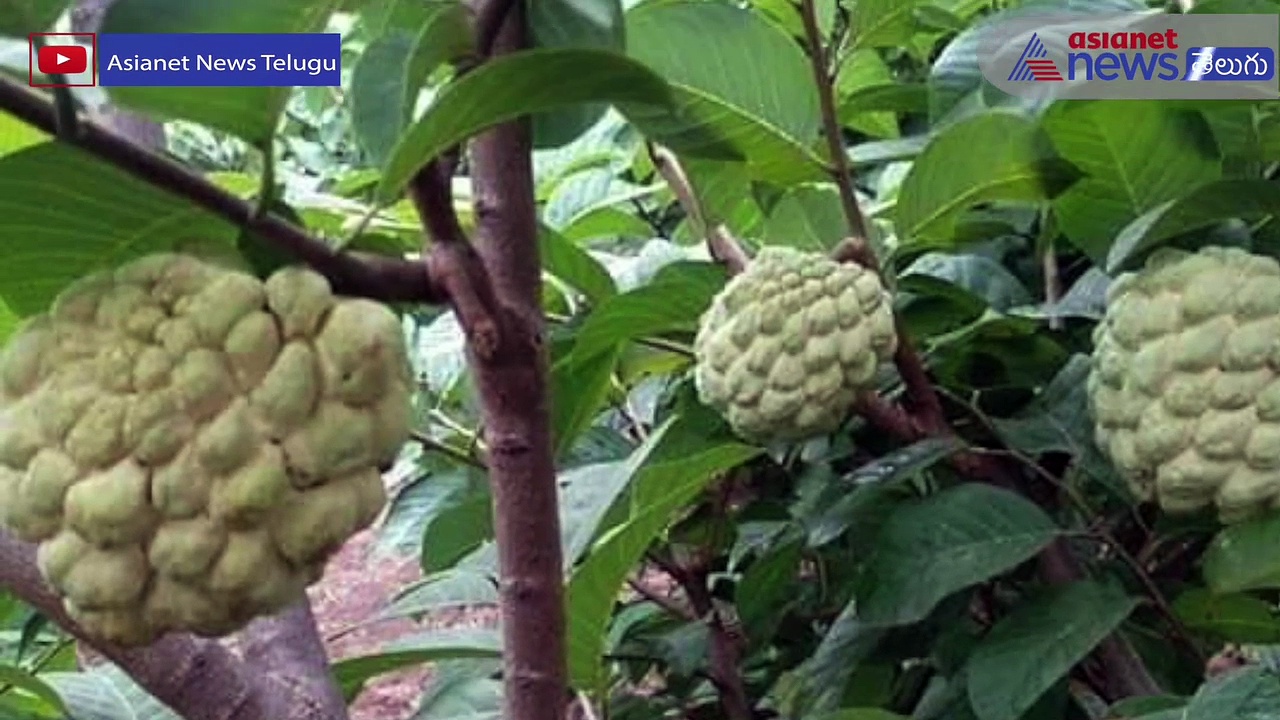 చలికాలంలో తప్పనిసరిగా తినాల్సిన పండు.. సీతాఫలం..