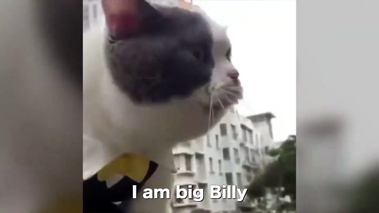 Funny Cat Video 2022