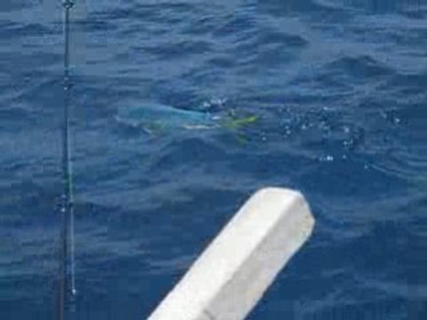 Coryphène des Iles Perhentian Malaisie