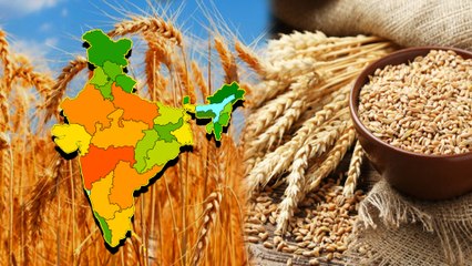 India ಗೋದಿ ರಫ್ತು ಬ್ಯಾನ್ ಮಾಡಿದ ಮೇಲೆ ಗೋದಿ ಬಹಳ ದುಬಾರಿ | Oneindia Kannada