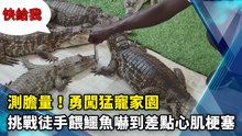 測膽量！勇闖猛寵家園　挑戰徒手餵鱷魚嚇到差點心肌梗塞