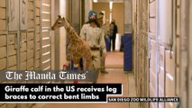 Giraffe calf in the US receives leg braces to correct bent limbs
