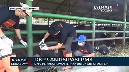 Download Video: DKP3 Periksa Hewan Ternak Untuk Antisipasi PMK