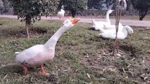 Goose Sounds Effects Video By Kingdom Of Awais