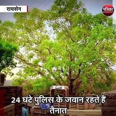 रायसेन : वीवीआईपी है यह पेड़, रहती है 24 घंटे सिक्योरिटी