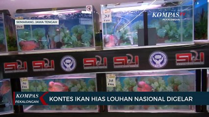 Video herunterladen: Kontes Ikan Hias Louhan Nasional Digelar