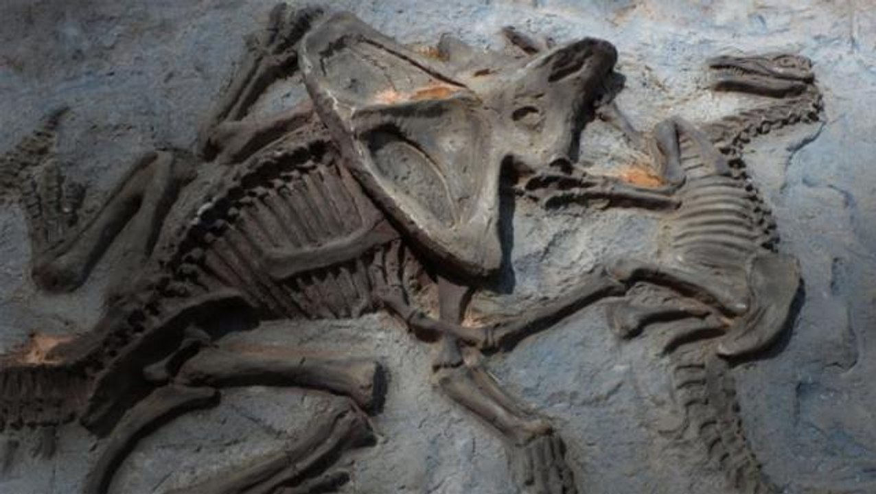 Çin'de 125 milyon yıllık otçul dinozor fosili bulundu