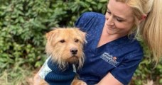 Une vétérinaire recueille un chien errant affamé dans un chenil puis finit par l'adopter