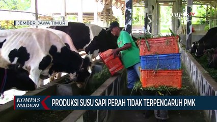 Télécharger la video: Produksi Susu Sapi Perah Tidak Terpengaruh PMK