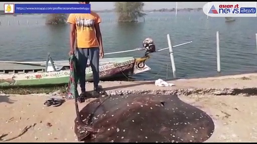 గుంటూరు: కృష్ణా నదిలో చిక్కిన వింత చేప