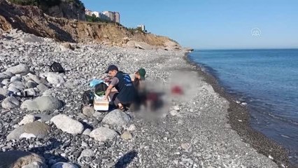 ZONGULDAK - Karadeniz'de görülen yunus ölümleri araştırılıyor
