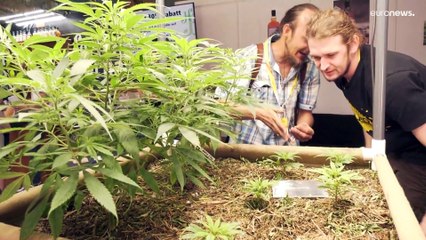 Выставка товаров из конопли