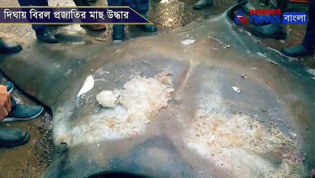 A rare species of Fish found in sea at Digha