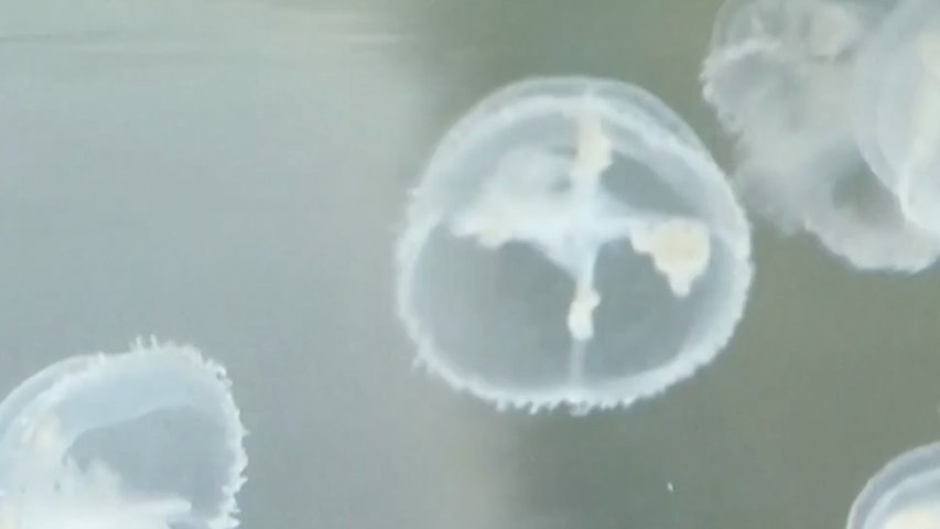 Rare “peach blossom” freshwater jellyfish found in central China