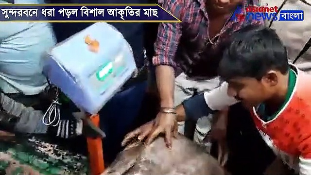 সুন্দরবনে ধরা পড়ল বিশাল আকৃতির মাছ, আপনিও চাক্ষুস করুন দৈত্যাকার মাছটিকে