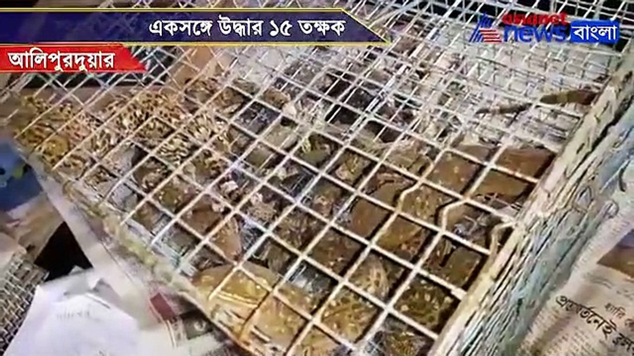 Teko gecko seized