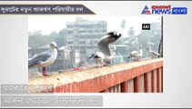Migratory birds flock to Gujarats Surat this winter