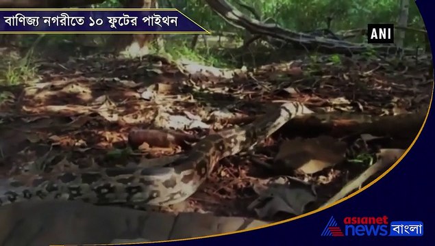 Watch: Forest Dept rescues 10-ft-long python in Mumbai