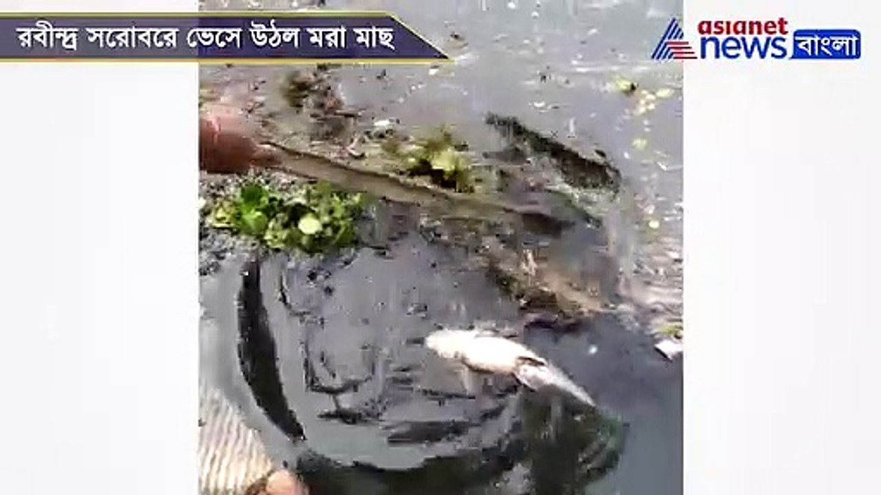 Fish Death In Rabindra Sarobar