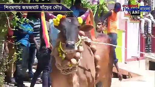 শিবমগায় হরি হব্বা, স্থানীয়রা মেতেছে যাঁড়ের দৌড়ে