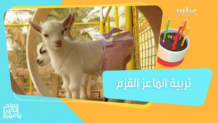 تربية الماعز القزم فكرة بديلة لتربية الكلاب والقطط..شاهدوا تجربة الخبير محمد السعد  #صباح_الخير_يا_عرب