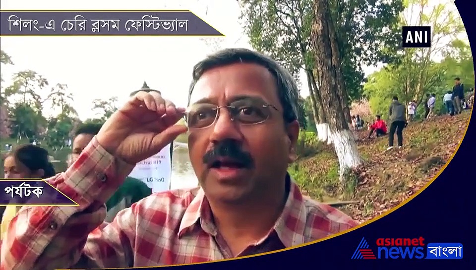 জাপানকে মনে করিয়ে শিলং ঢেকেছে চেরি ফুলে, শুরু হয়েছে উৎসব