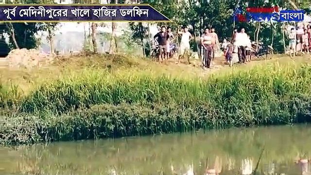 খালের জলে ডলফিনের খেলা, প্রত্যন্ত  গ্রামে উপচে পড়ল অত্যুৎসাহীদের ভিড়