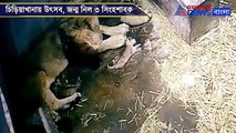 After 27 years 3 lion cubs took birth in Alipore Zoo