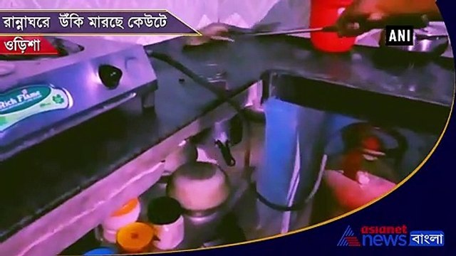 Cobra rescued from kitchen of a house in Odisha