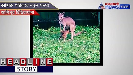New Kangaroo baby born at Alipore Zoo