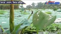 Farmer busy coolecting lotus for durga puja