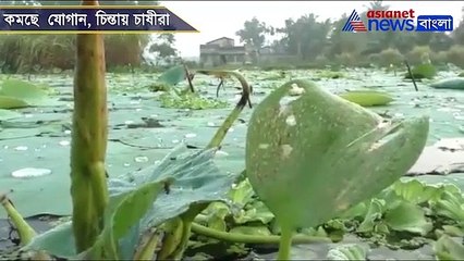 Farmer busy coolecting lotus for durga puja