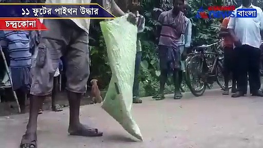 চন্দ্রকোনায় ১১ ফুটের পাইথন উদ্ধার, এলাকায় আতঙ্ক, দেখুন বিশালাকার সেই পাইথনের ভিডিও
