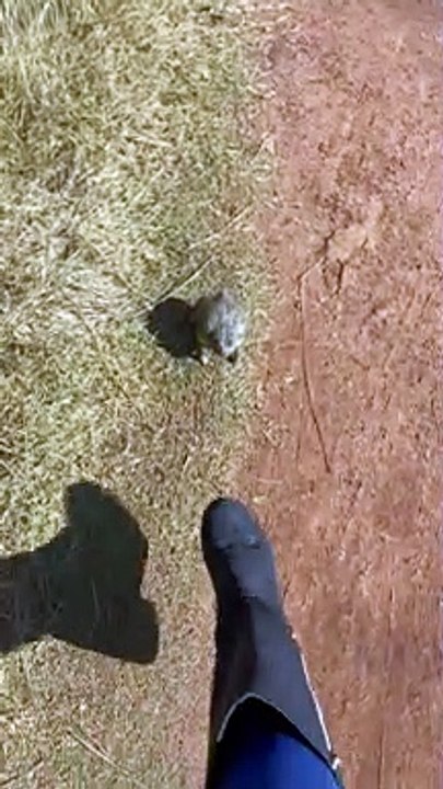 Big From Leaps at Foot