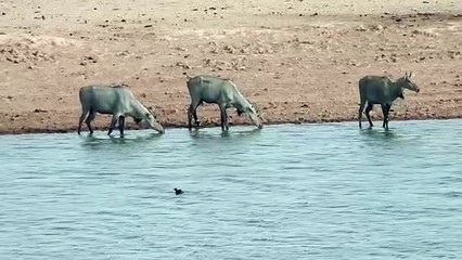 Video: पूर्णिमा की चांदनी में दो साल बाद हुई वन्यजीवों की गणना, नजर आए गोडावण