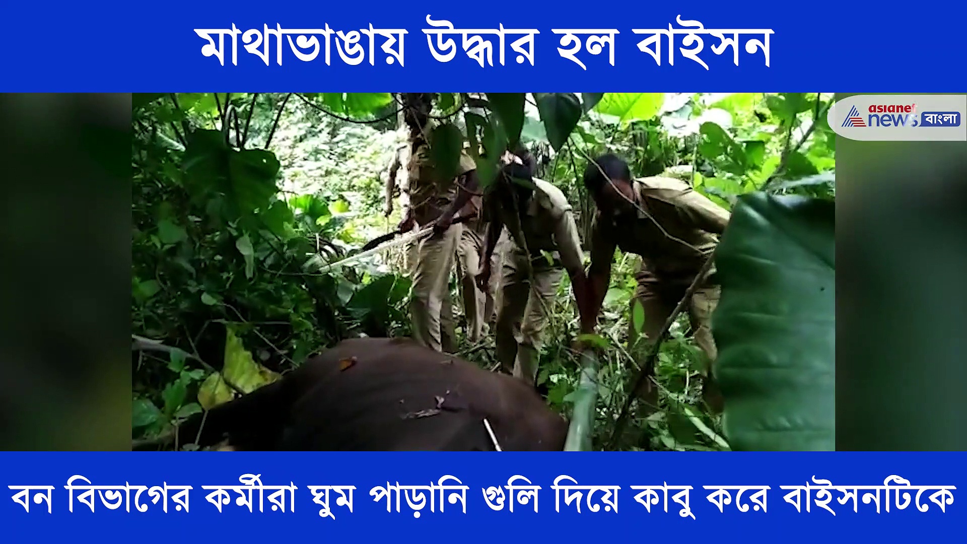 ঘুমপাড়ানি গুলি দিয়ে কাবু হল বাইসন, কোচবিহারের মাথাভাঙা থেকে উদ্ধার করা হল তাকে