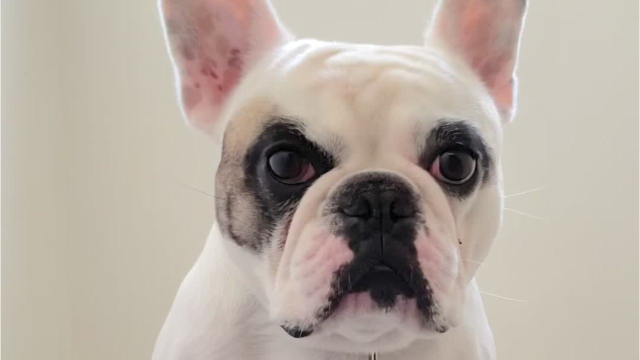 Animaux : pour quelles raisons l'Homme et le chien sont si liés ?