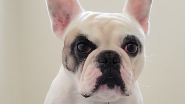 Animaux : pour quelles raisons l'Homme et le chien sont si liés ?