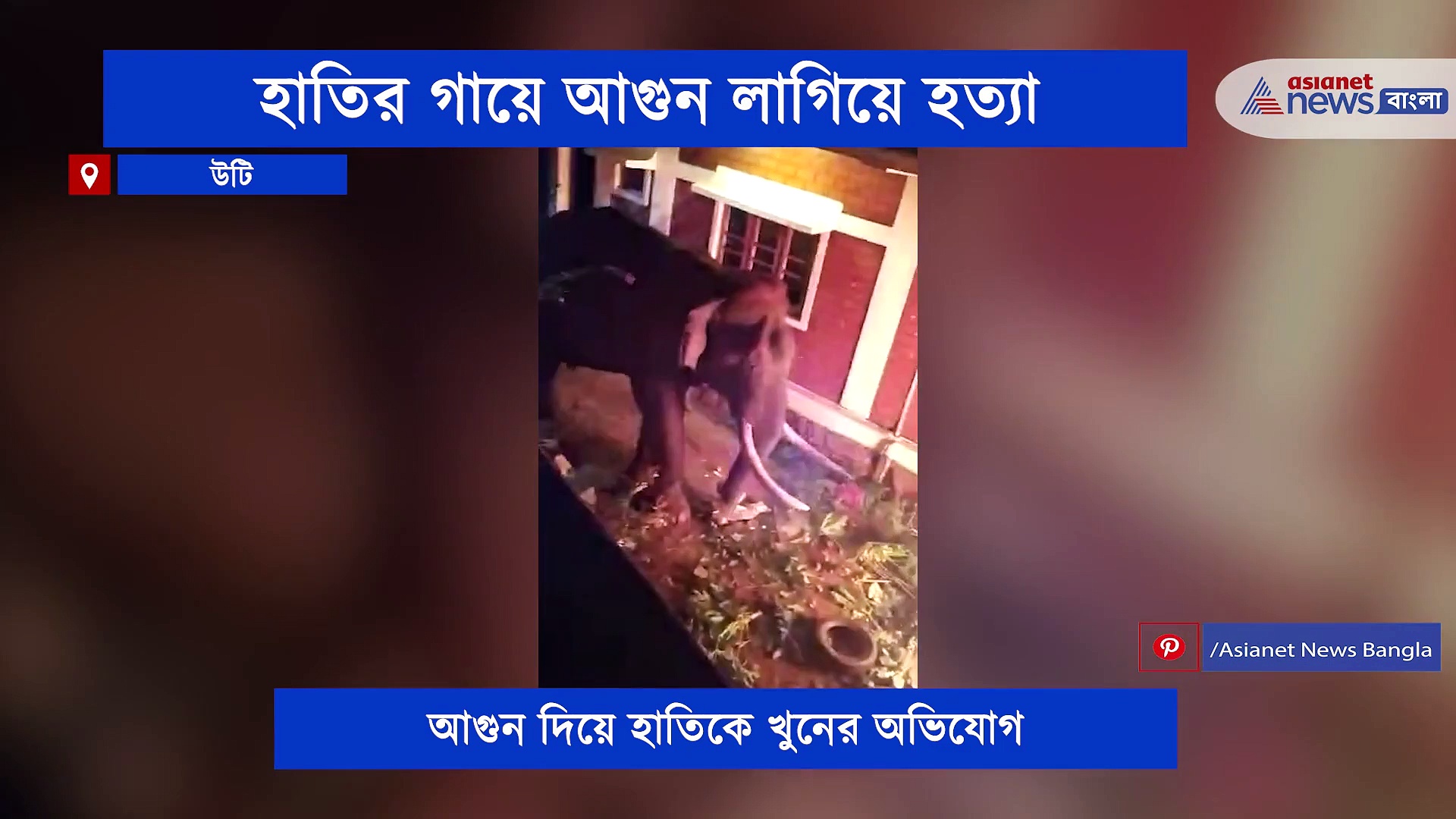 হাতির গায়ে আগুন লাগিয়ে হত্যা, নৃশংসতায় ফের শিরোনামে দক্ষিণ ভারত, গ্রেফতার ২