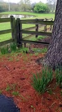 Rescuing Ducklings From a Storm Drain