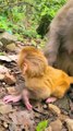 Baby monkey newborn cute animals and mom 6