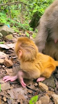 Baby monkey newborn cute animals and mom 6