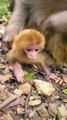 Baby monkey newborn cute animals and mom 7