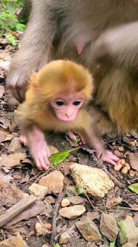 Baby monkey newborn cute animals and mom 7
