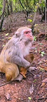 Baby monkey newborn cute animals and mom 9