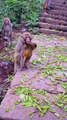 Baby monkey newborn cute animals and mom 10