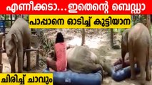 ബെഡ്ഡില്‍ കിടന്ന പാപ്പാനെ തട്ടി മാറ്റി കിടന്ന് കുട്ടിയാന | Oneindia Malayalam